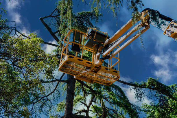 Trusted West Liberty, IA Tree Service Experts